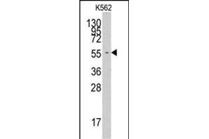 Western blot analysis of anti-FARSA Pab (ABIN391817 and ABIN2841665) in K562 cell line lysates (35 μg/lane). (Phenylalanyl-tRNA Synthetase, alpha Subunit (FARSA) (AA 54-83), (N-Term) anticorps)