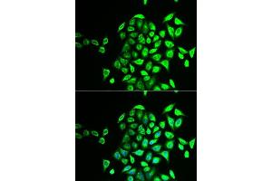 Immunofluorescence analysis of U2OS cells using NAPG antibody. (NAPG anticorps  (AA 1-312))