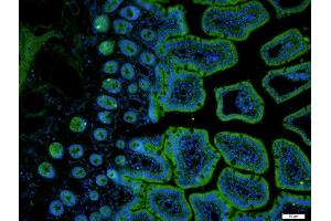 Paraformaldehyde-fixed, paraffin embedded mouse small intestine tissue, Antigen retrieval by boiling in sodium citrate buffer(pH6) for 15min, Block endogenous peroxidase by 3% hydrogen peroxide for 30 minutes, Blocking buffer (normal goat serum) at 37°C for 20min, Antibody incubation with Rabbit Anti-SLC11A2 Polyclonal Antibody, Unconjugated  at 1:400 overnight at 4°C, followed by a conjugated secondary-FITC) for 90 minutes and DAPI staining