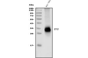 Western blot analysis of Tspan-8/Tspan8 using anti-Tspan-8/Tspan8 antibody (ABIN7599681).