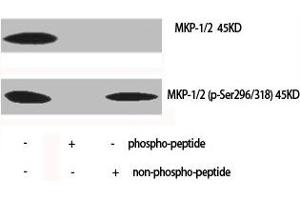 Western Blot analysis of various cells using Phospho-MKP-1/2 (S296/318) Polyclonal Antibody (MKP-1/2 anticorps  (pSer296, pSer318))