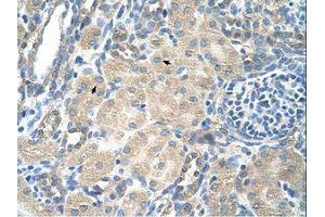 Image no. 1 for anti-Solute Carrier Family 13 Member 3 (SLC13A3) (AA 256-305) antibody (ABIN203375)