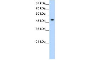 SNRP70 antibody used at 0. (SNRNP70 anticorps)
