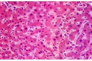 Anti-SIK1 / SNF1LK antibody IHC staining of human liver. (SIK1 anticorps  (AA 1-101))