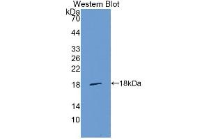 Western blot analysis of the recombinant protein. (LGALS1/Galectin 1 anticorps  (AA 2-135))