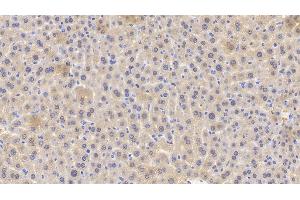 Detection of GPX1 in Mouse Liver Tissue using Polyclonal Antibody to Glutathione Peroxidase 1 (GPX1) (Glutathione Peroxidase 1 anticorps  (AA 48-201))