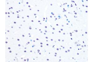 Immunohistochemistry of paraffin-embedded mouse brain using NUM Rabbit mAb (ABIN7269002) at dilution of 1:100 (40x lens).