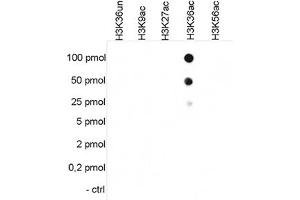 Cross reactivity test using the Histone H3 (K36ac) antibody. (HIST1H3A anticorps  (acLys36))