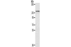 Gel: 6 % SDS-PAGE, Lysate: 40 μg, Lane: MCF7 cells, Primary antibody: ABIN7131203(STAG2 Antibody) at dilution 1/300, Secondary antibody: Goat anti rabbit IgG at 1/8000 dilution, Exposure time: 5 seconds (STAG2 anticorps)