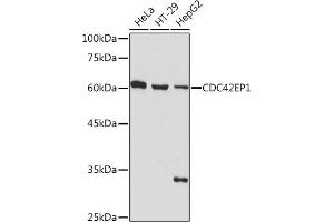 Western blot analysis of extracts of various cell lines, using CDC42EP1 Rabbit mAb (ABIN7266231) at 1:1000 dilution. (CDC42EP1 anticorps)