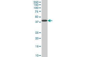 LHX6 monoclonal antibody (M05), clone 3E8 Western Blot analysis of LHX6 expression in HepG2 . (LHX6 anticorps  (AA 274-363))