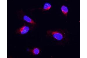 IF analysis of COX IV using anti-COX IV antibody (ABIN5692827). (COX IV anticorps  (AA 59-169))
