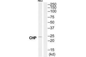 Western blot analysis of extracts from HeLa cells, using CHP antibody. (CHP anticorps  (N-Term))