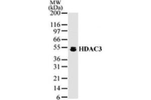 HDAC3 pAb tested by Western blot. (HDAC3 anticorps  (AA 2-17))