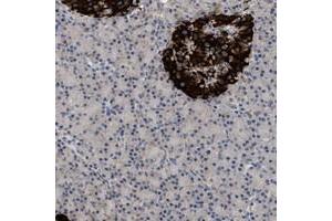 Immunohistochemical staining of human pancreas with WDR31 polyclonal antibody  shows strong cytoplasmic positivity in islet cells. (WDR31 anticorps)