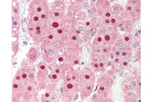 Anti-PIN1 antibody IHC staining of human adrenal. (PIN1 anticorps)