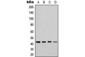 Western blot analysis of CHST6 expression in MCF7 (A), Jurkat (B), NS-1 (C), H9C2 (D) whole cell lysates. (CHST6 anticorps  (C-Term))
