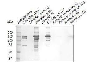 Western Blotting (WB) image for anti-Vitellogenin (VTG) antibody (ABIN123820) (Vitellogenin anticorps)