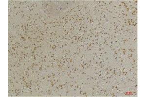 Immunohistochemistry (IHC) analysis of paraffin-embedded Mouse Brain Tissue using GABA A Receptor alpha3 Rabbit Polyclonal Antibody diluted at 1:200.