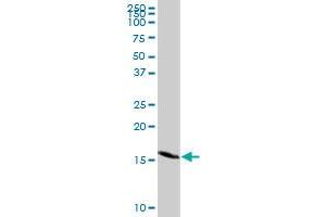 GEMIN7 MaxPab rabbit polyclonal antibody.