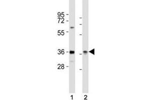 Western blot testing of PAX4 antibody at 1:2000 dilution. (PAX4 anticorps  (AA 171-200))