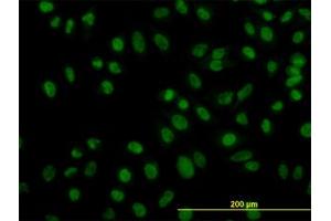 Image no. 3 for anti-Zinc Finger Protein 143 (ZNF143) (AA 1-627) antibody (ABIN466122) (ZNF143 anticorps  (AA 1-627))