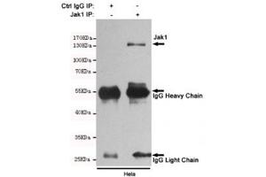 Immunoprecipitation and western blot of HeLa cell lysate using the JAK1 antibody. (JAK1 anticorps)