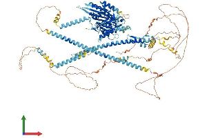 AlphaFold protein structure predicition of Human Recombinant KIF17 Protein, UniprotID Q9P2E2