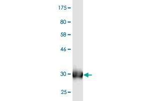Western Blot detection against Immunogen (31.