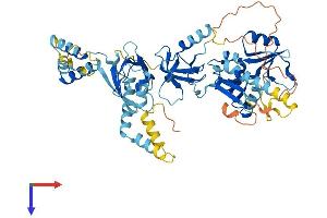 AlphaFold protein structure predicition of Mouse Recombinant Mpp3 Protein, UniprotID O88910