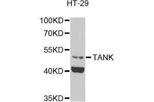 Western blot analysis of extracts of HT-29 cells, using TANK antibody (ABIN5974093) at 1/1000 dilution. (TANK anticorps)