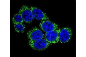 Confocal immunofluorescent analysis of DLL3 antibody with 293 cells followed by Alexa Fluor 488-conjugated goat anti-rabbit lgG (green).