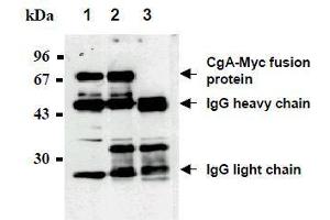 Western Blotting (WB) image for anti-Myc Tag antibody (Agarose Beads) (ABIN2853622)
