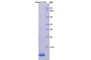SDS-PAGE analysis of Mouse Clara Cell Protein 16 Protein. (SCGB1A1 Protéine)