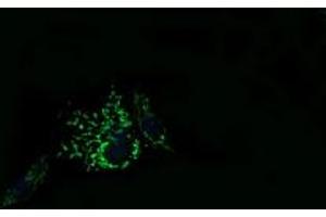 Image no. 2 for anti-Mitochondrial Ribosomal Protein L11 (MRPL11) antibody (ABIN1499556)