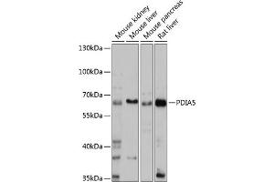 Western blot analysis of extracts of various cell lines, using PDI antibody (ABIN7269612) at 1:1000 dilution. (PDIA5 anticorps  (AA 22-140))