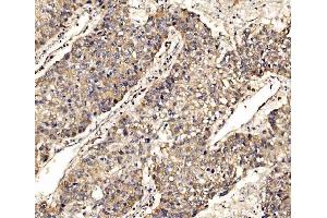 IHC analysis of SCRN1 using anti-SCRN1 antibody (ABIN7602923). (Secernin 1 anticorps  (C-Term))