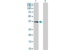 Western Blot analysis of MEOX2 expression in transfected 293T cell line by MEOX2 monoclonal antibody (M10), clone 4E10. (MEOX2 anticorps  (AA 1-303))