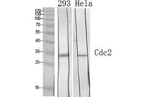 Western Blot (WB) analysis of specific cells using Cdc2 Polyclonal Antibody. (CDK1 anticorps  (Ser218, Ser222))