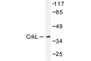 Western blot analysis of CrkL antibody in extracts from COS7 cells. (CrkL anticorps)
