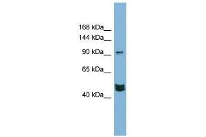 Western Blot showing MAML3 antibody used at a concentration of 1-2 ug/ml to detect its target protein. (MAML3 anticorps  (Middle Region))