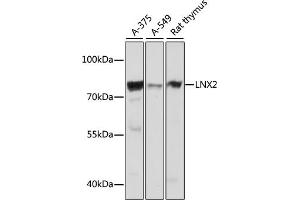 anti-Ligand of Numb-Protein X 2 (LNX2) (AA 1-240) antibody