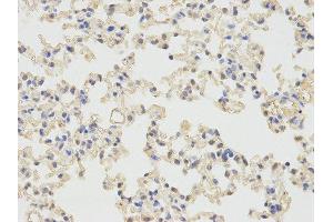 Immunohistochemistry (IHC) image for anti-Prion Protein (PRNP) antibody (ABIN1874337) (PRNP anticorps)
