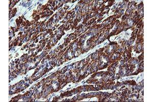 Image no. 2 for anti-Zinc Finger and SCAN Domain Containing 21 (Zscan21) antibody (ABIN1501862)