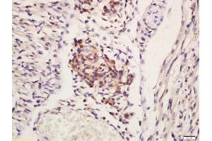 Formalin-fixed and paraffin embedded mouse embryo labeled with Rabbit Anti-HCLS1 Polyclonal Antibody, Unconjugated  at 1:200 followed by conjugation to the secondary antibody and DAB staining