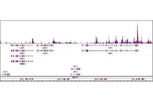 Histone H4ac (pan-acetyl) antibody (pAb) tested by ChIP-Seq. (Histone H4ac anticorps  (N-Term))