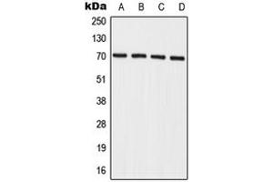 Western blot analysis of IL-27RA expression in A549 (A), HeLa (B), mouse spleen (C), rat spleen (D) whole cell lysates.