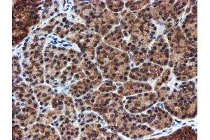 Image no. 3 for anti-Proteasome Subunit alpha 6 (PSMA6) antibody (ABIN1500463)