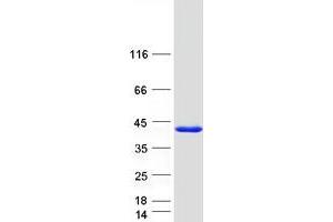 Validation with Western Blot