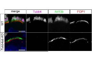 Representative images of MDCK WT and TTLL12 KO cells stained for actin, Arl13b (cat.